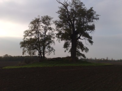 Baumgruppe um das
Grosssteingrab Baumgruppe um das Grosssteingrab