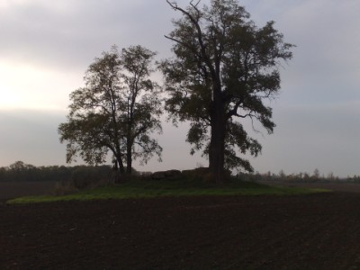 Baumgruppe um das Grosssteingrab